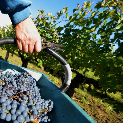 CAPL Vini - Cave & récolte